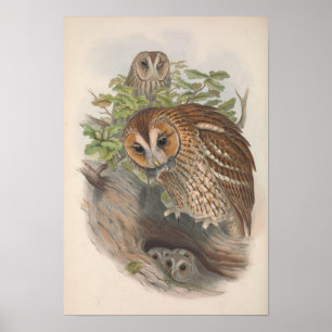Póster Pájaro de búho marrón vintage
