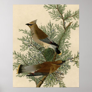 Póster Pájaro de cera de cedro de Audubon