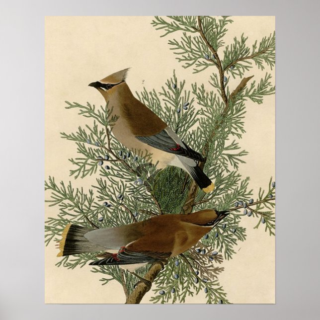 Póster Pájaro de cera de cedro de Audubon (Frente)