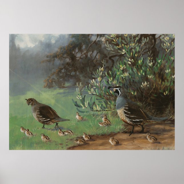 Póster Pájaro de codorniz de California pintando la natur (Frente)