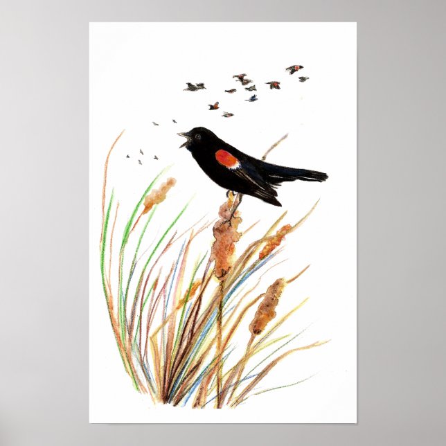 Póster Pájaro de color rojo acuarela - Colección de aves (Frente)
