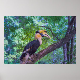 Póster Pájaro de Hornbill