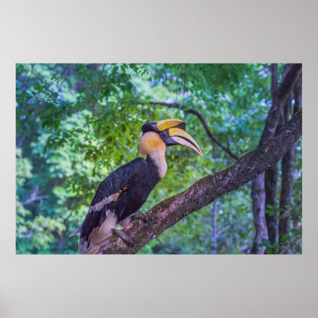 Póster Pájaro de Hornbill (Frente)