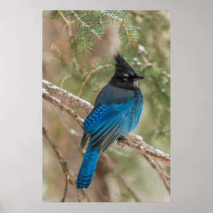 Póster Pájaro de jay de Steller en árbol