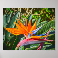 Pájaro de la flor del paraíso