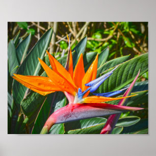 Póster Pájaro de la flor del paraíso