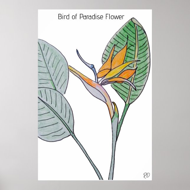 Póster Pájaro de la flor del paraíso (Frente)