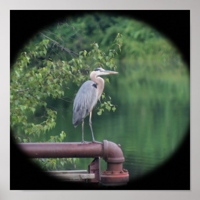 Póster Pájaro de la garza azul (Frente)