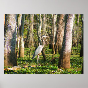 Póster Pájaro de Luisiana en un pantano