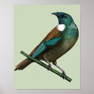 Póster Pájaro de Nueva Zelanda