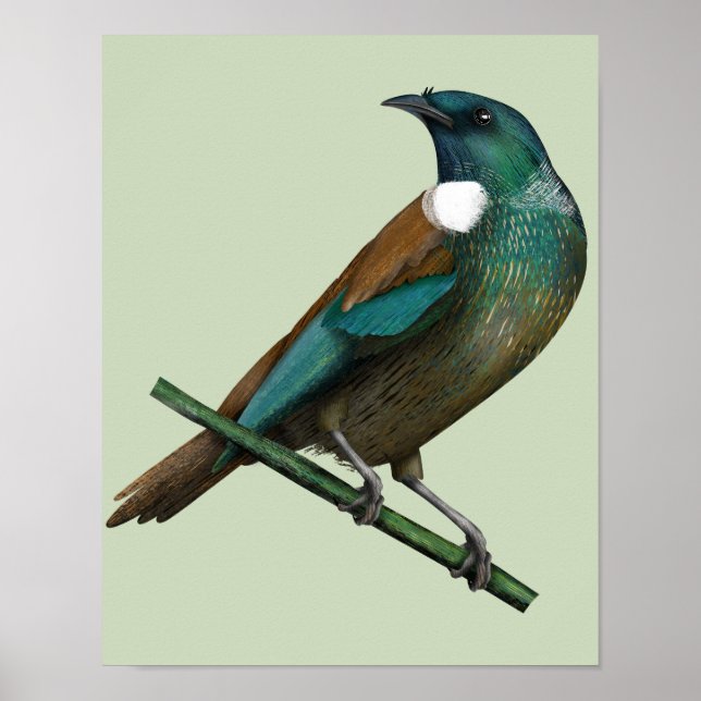 Póster Pájaro de Nueva Zelanda (Frente)