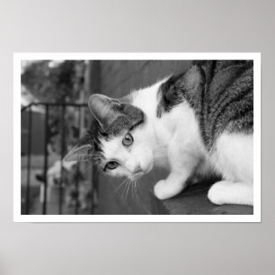 Póster Pájaro de observación de canto