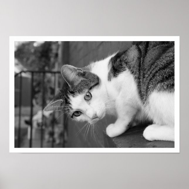 Póster Pájaro de observación de canto (Frente)