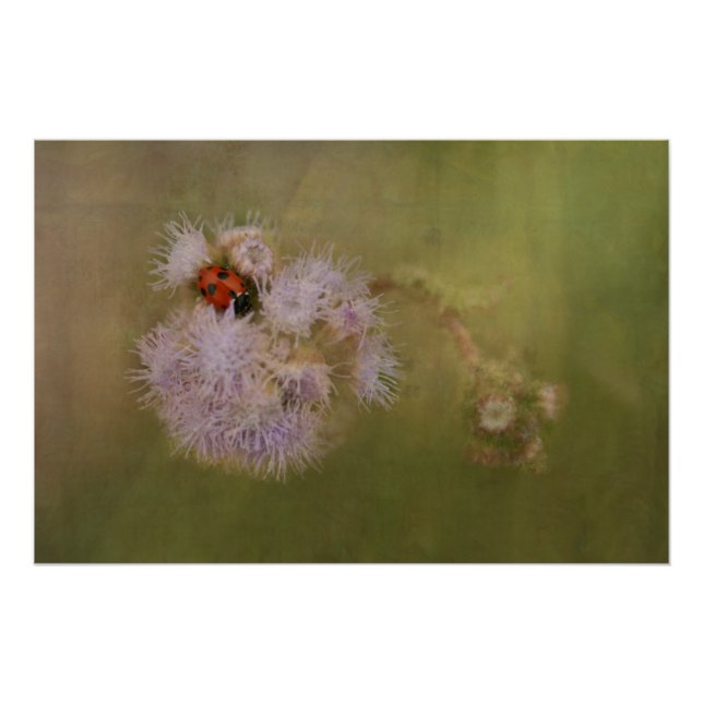 Póster Pájaro de oro en Dandelion Close, arte fotográfico (Anverso)