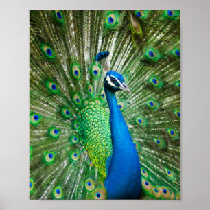 Póster Pájaro de pavo real