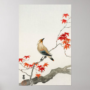 Póster Pájaro de peste sobre arce por Ohara Koson