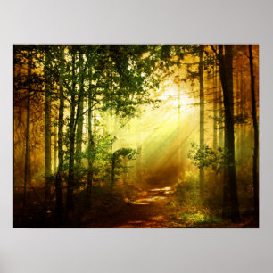 Póster Pájaro de sol