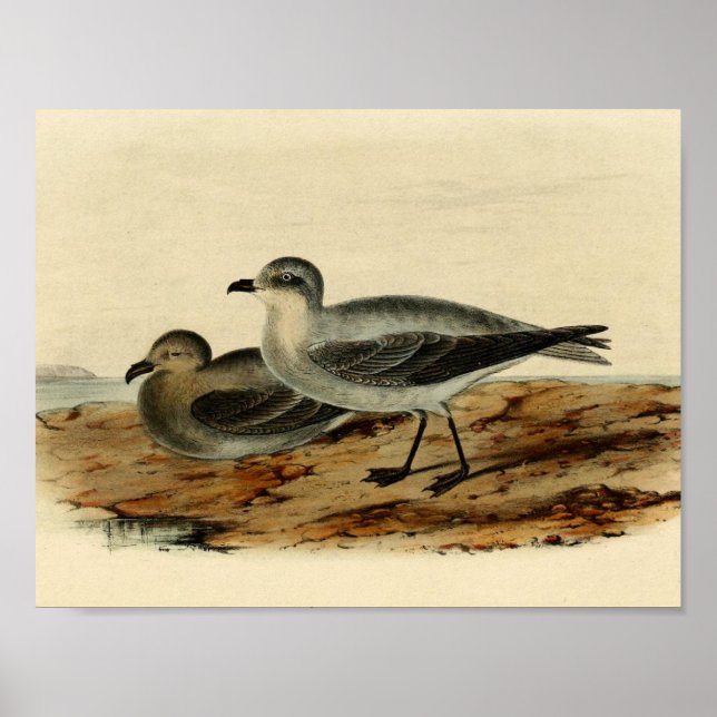 Póster Pájaro de tormenta Petrel (Frente)