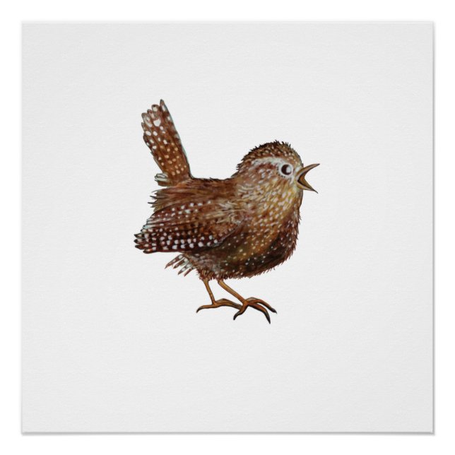 Póster Pájaro de Wren (Troglodytes Troglodytes) (Anverso)