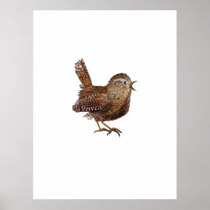 Póster Pájaro de Wren (Troglodytes Troglodytes)