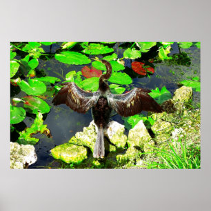 Póster Pájaro del Anhinga, parque nacional de los