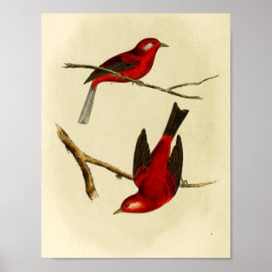 Póster Pájaro del Flycatcher del vintage
