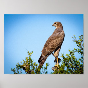 Póster Pájaro del Halcón Salvaje
