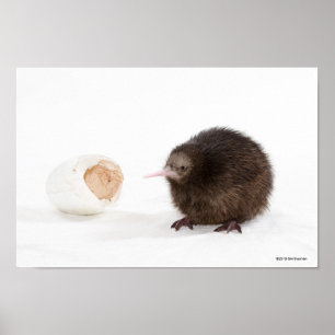 Póster Pájaro del kiwi del bebé tramado del huevo