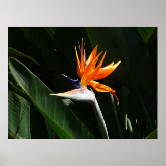 Póster Pájaro del Naranja del paraíso Flor tropical