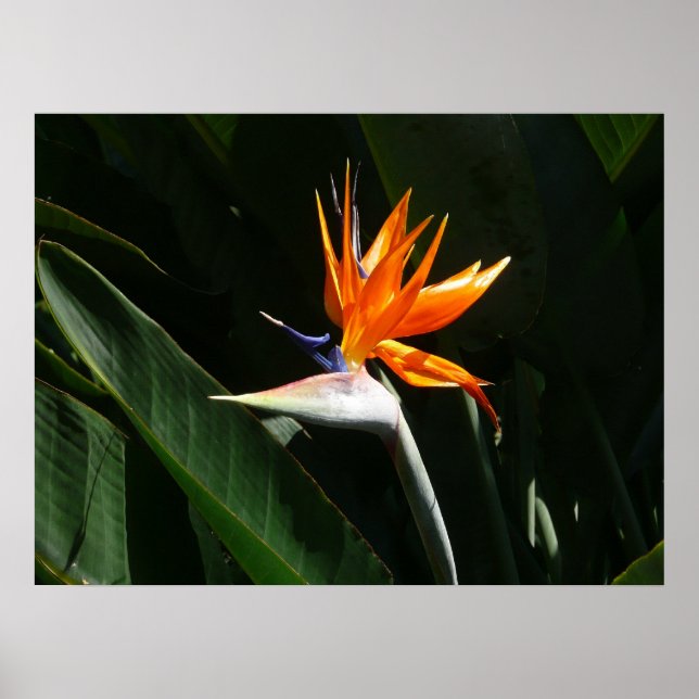 Póster Pájaro del Naranja del paraíso Flor tropical (Frente)