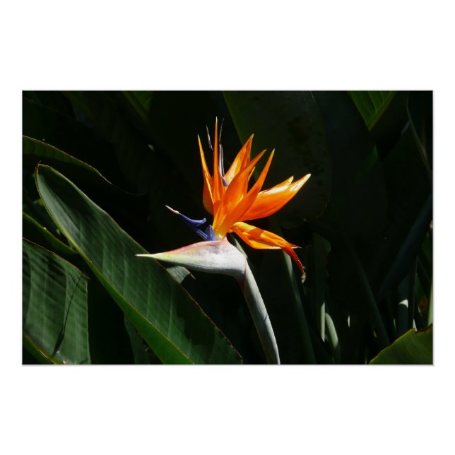 Póster Pájaro del Naranja del paraíso Flor tropical (Anverso)