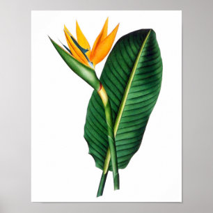 Póster Pájaro del paraíso Imprimir 1 poster botánico trop