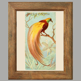 Póster Pájaro del paraíso,Pared de galería conjunto de 6,