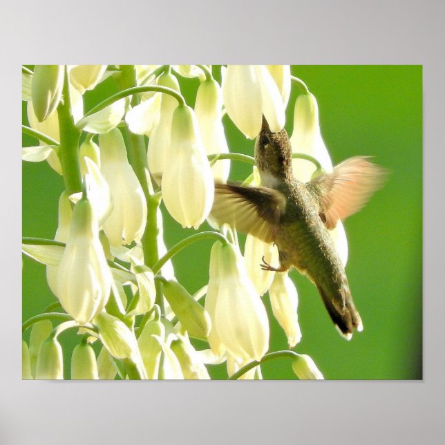 Póster Pájaro del tarareo (Frente)