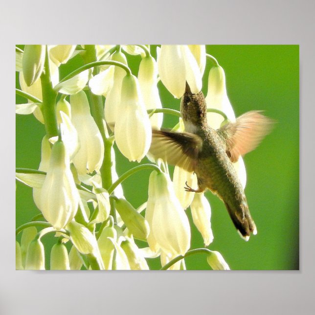 Póster Pájaro del tarareo (Frente)