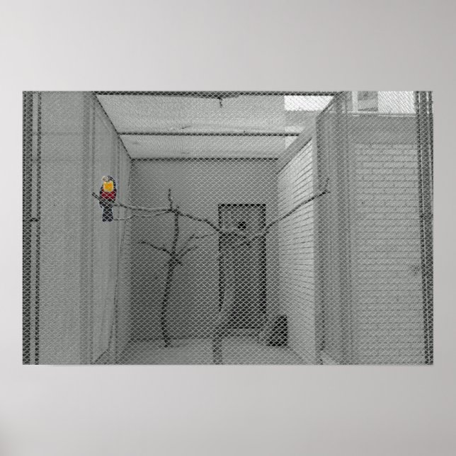 Póster Pájaro enjaulado (Frente)