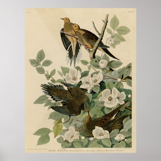 Póster Pájaro, Estados Unidos, tortuga de Carolina, audub (Frente)