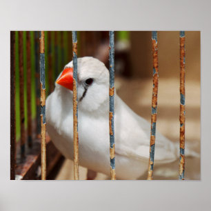 Póster Pájaro finco de cebra blanca en jaula