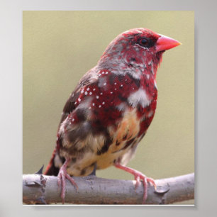 Póster Pájaro fino rojo natural