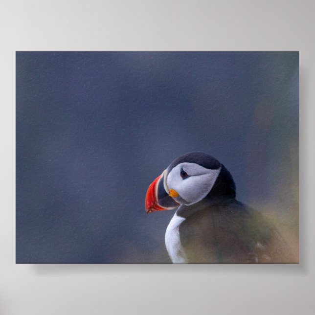Póster Pájaro frailecillo en Islandia (Frente)