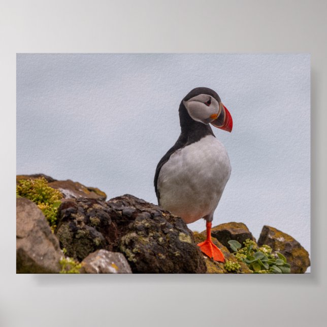 Póster Pájaro frailecillo en Islandia (Frente)