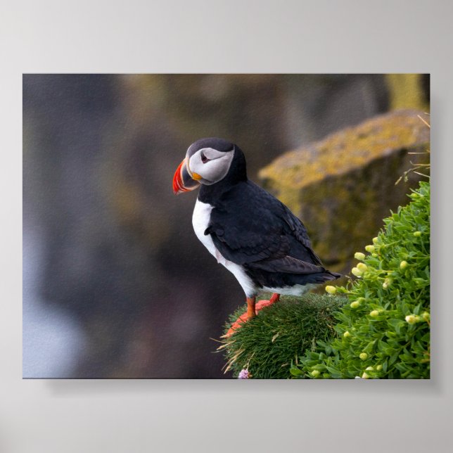 Póster Pájaro frailecillo en Islandia (Frente)