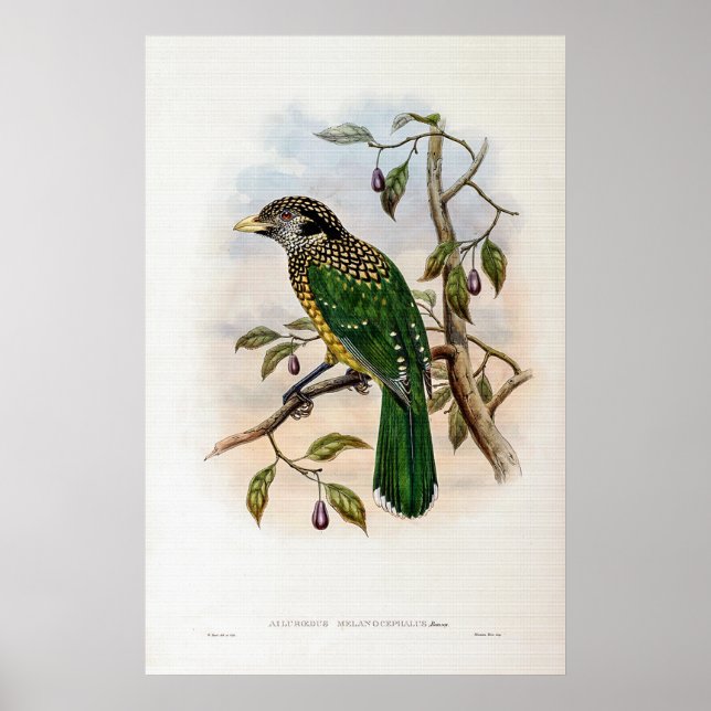 Póster Pájaro gato de napa negra de John Gould (Frente)