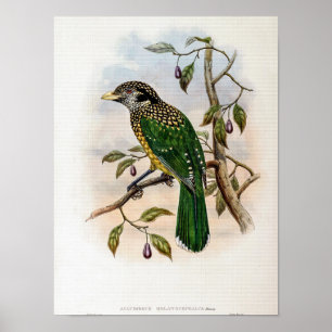 Póster Pájaro gato de nuca negra de John Gould