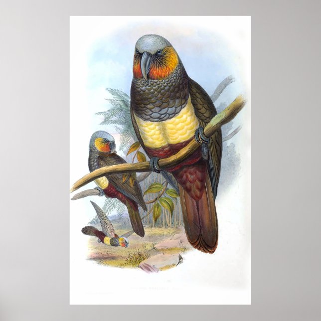 Póster Pájaro loro vintage (Frente)