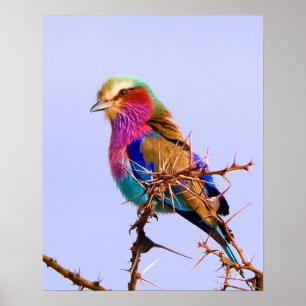 Póster Pájaro magnífico del africano del rodillo de la