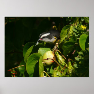 Póster Pájaro Mielero Comiendo Fotografía Tropical