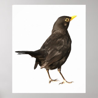 Póster Pájaro negro aislado sobre pintura acrílica blanca