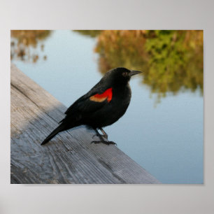 Póster Pájaro negro alado rojo