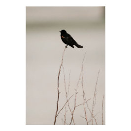 Póster Pájaro negro en rama estéril